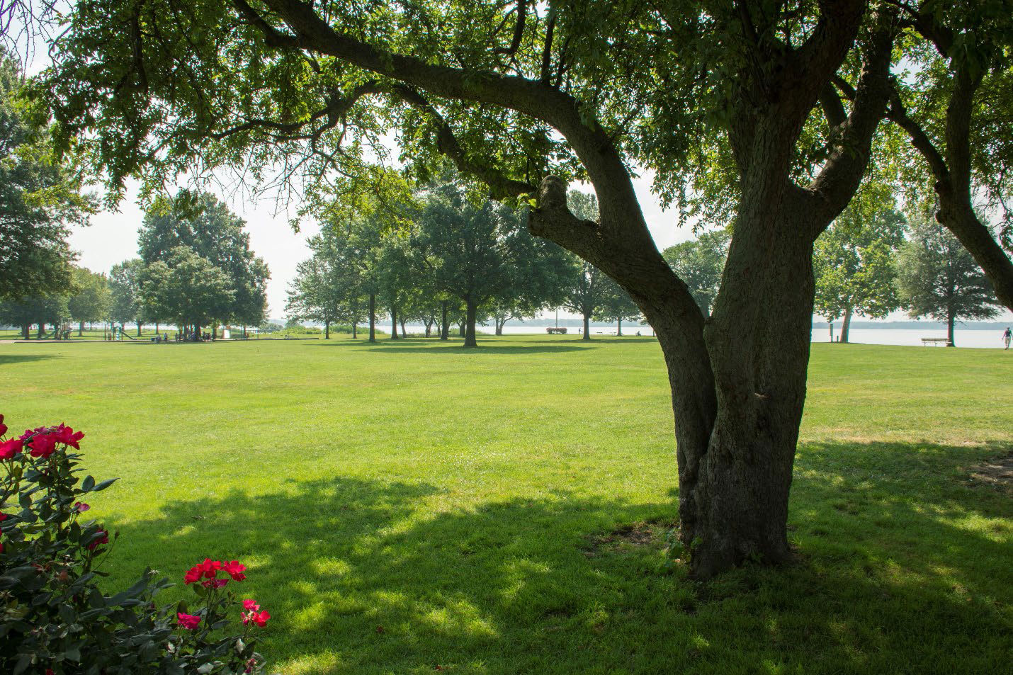 Park view of the water.